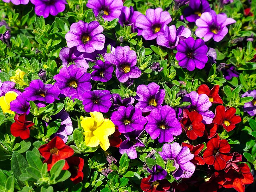 Petunias, Flowers, Plant, Blossom, Bloom, Nature, Flora, Spring, flower, purple, summer