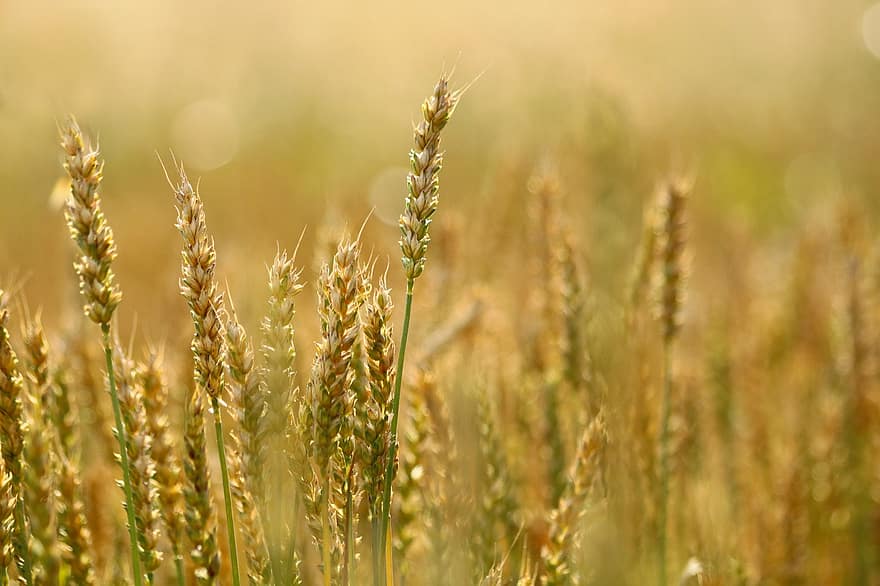 trigo, grãos, colheita, cereais, espiguetas, campo, Fazenda, natureza