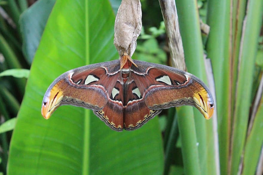 atlas moth, ngengat, menanam, sayap, serangga, hewan, tropis, alam, merapatkan, besar, bersayap