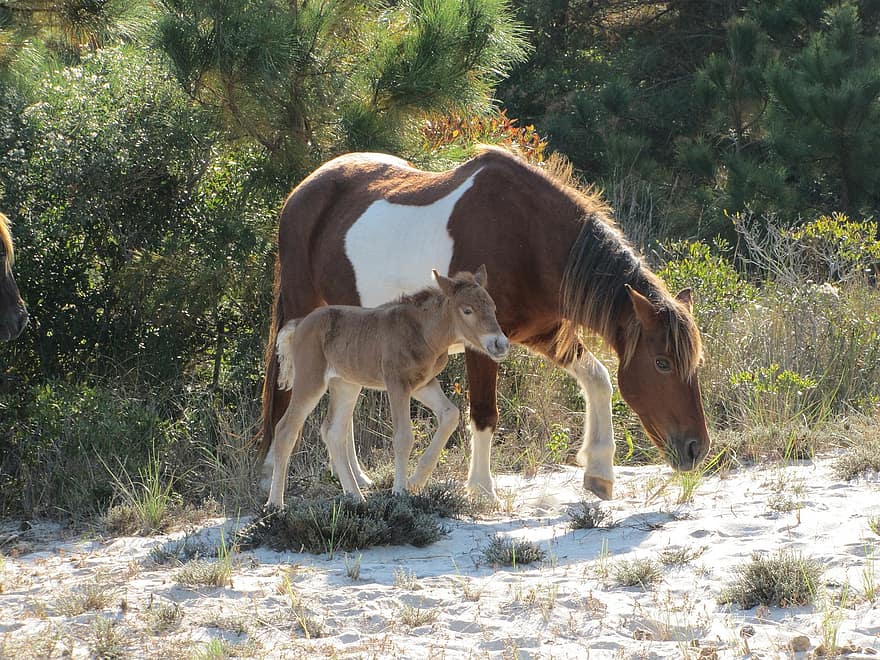 Horses, Pony, Mother, Child, Equestrian