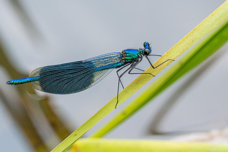 Insect, Banded Demoiselle, Entomology, Species, Wings, close-up, macro, green color, multi colored, blue, summer