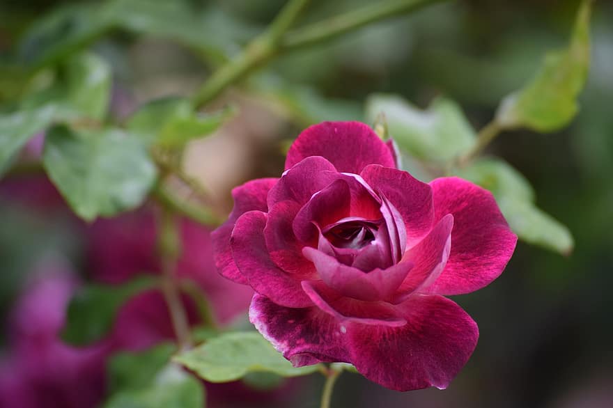 Rosa, flor, floración, Rosa roja, flor roja, pétalos rojos, pétalos, hojas, flora, floricultura, horticultura