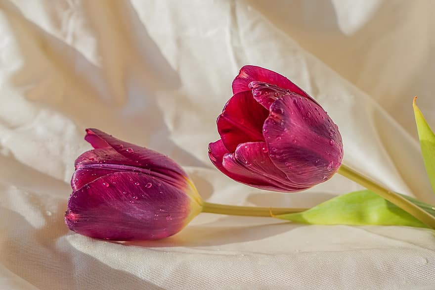 tulipes, flors, rosada, gotes de rosada, humit, primavera, flor tallada, florir, flor, flora, planta