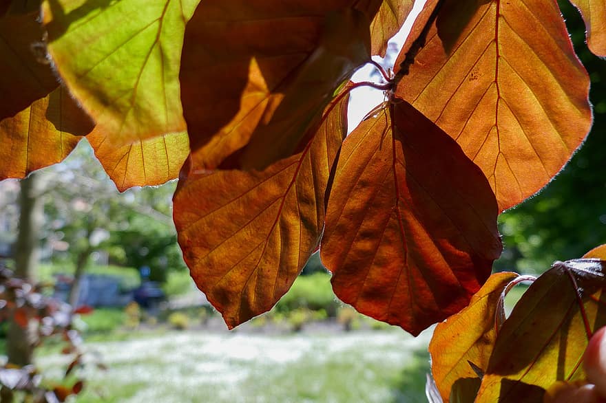 bukový list, nervy, slunečního světla, červený buk, strom list, list, podzim, žlutá, sezóna, strom, les