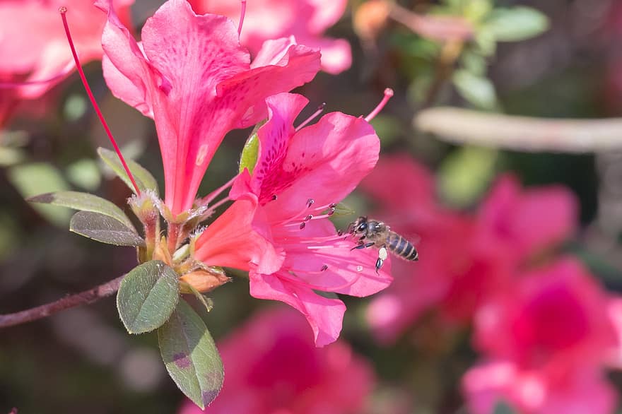 côn trùng, con ong, côn trùng học, bông hoa, hoa, thực vật học, thụ phấn, cánh hoa, ra hoa, cận cảnh, cây