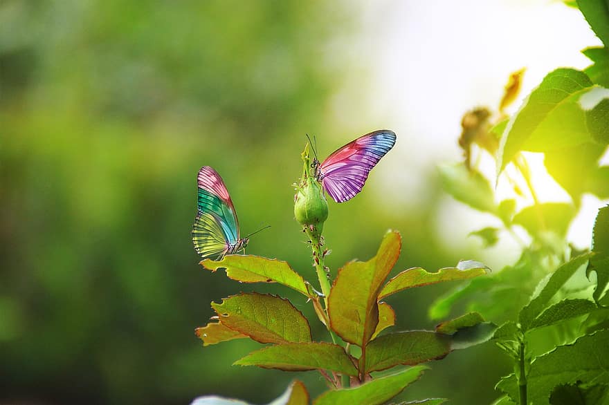 motyle, owady, Zwierząt, skrzydlate owady, skrzydła motyla, fauna