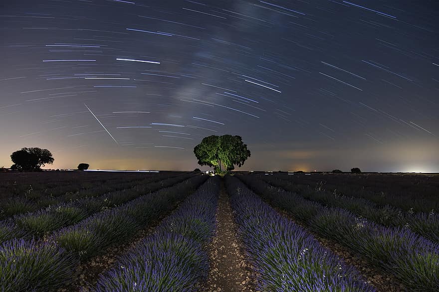 lavanda, Campos De Lavanda, Brihuega, himmel, stjärnor, konstellation, lila, träd, natur, astronomi, lavendel-