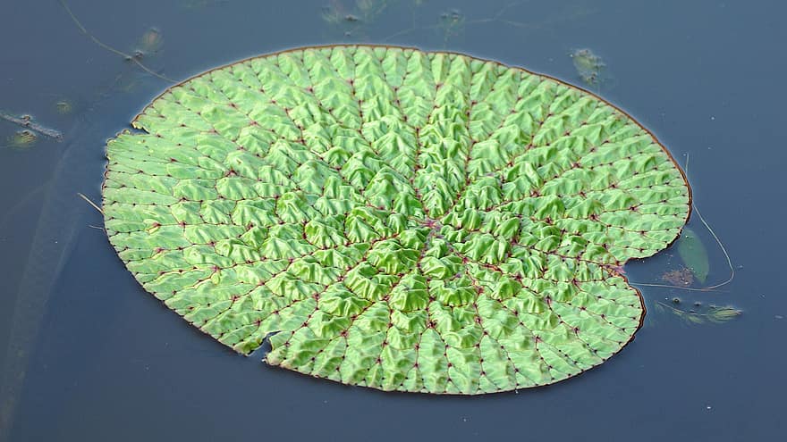 Lotus Leaf, Lily Pad, Pond, Republic Of Korea, Gangneung, Nature, Korea, Mutation, leaf, plant, green color