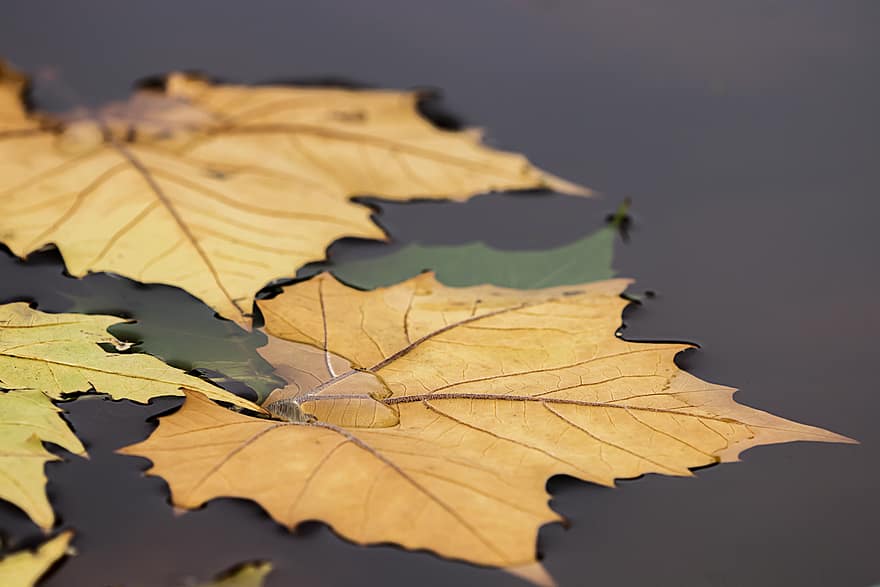 le foglie, autunno, natura, piante, sfondo, foglia, ringraziamento, di stagione, acero, albero, struttura
