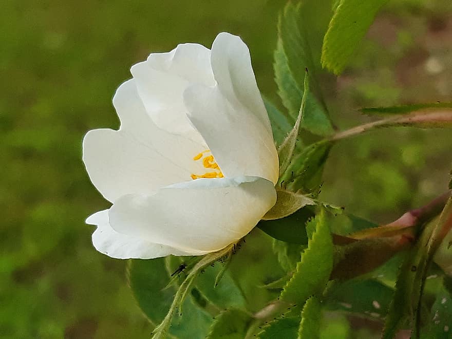 Laukinė rožė, balta gėlė, rosa, bianca, gėlė