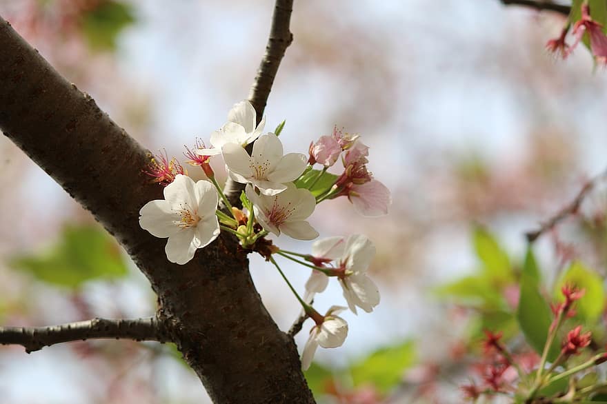 fleurs de cerisier, fleurs, printemps, Floraison, fleur, fleurs blanches, la nature, branche, arbre, plante, fermer