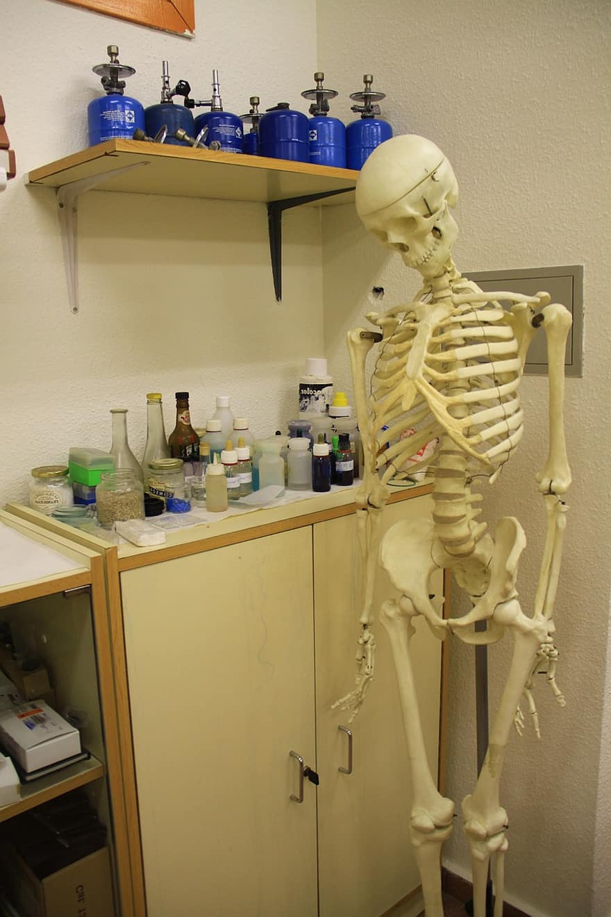 skelet, laboratorium, anatomie, geneeskunde