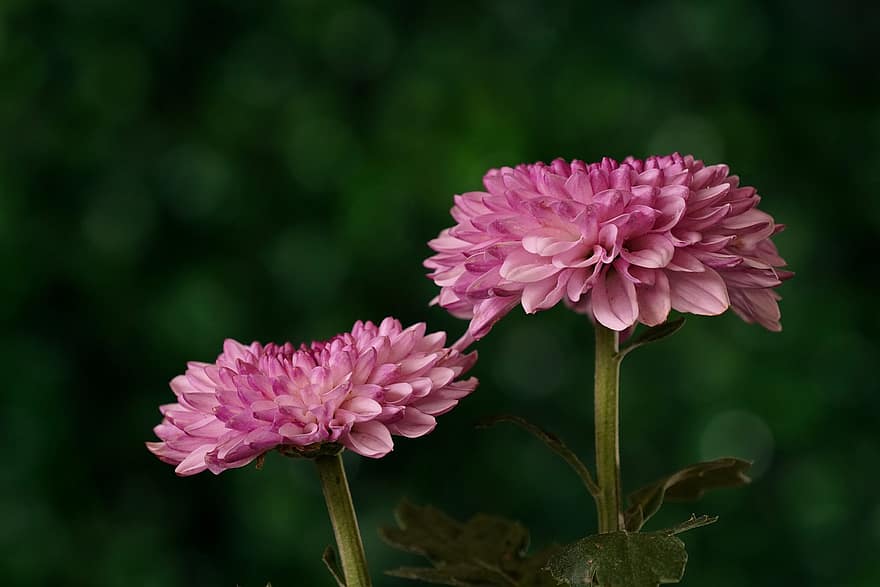 Flowers, Dahlia, Pink Dahlias, Pink Flowers, Garden, Flora, Nature, plant, close-up, flower, summer