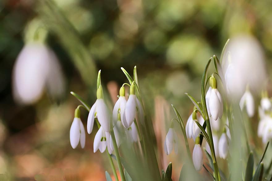Snowdrop, Spring, Early Bloomer, Blossom, Bloom, plant, flower, close-up, green color, springtime, freshness