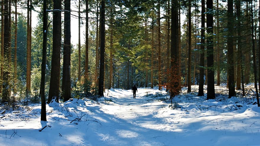 træer, person, sne, Skov, vandring, natur, trekking, gå, sne skov, kold, vinter