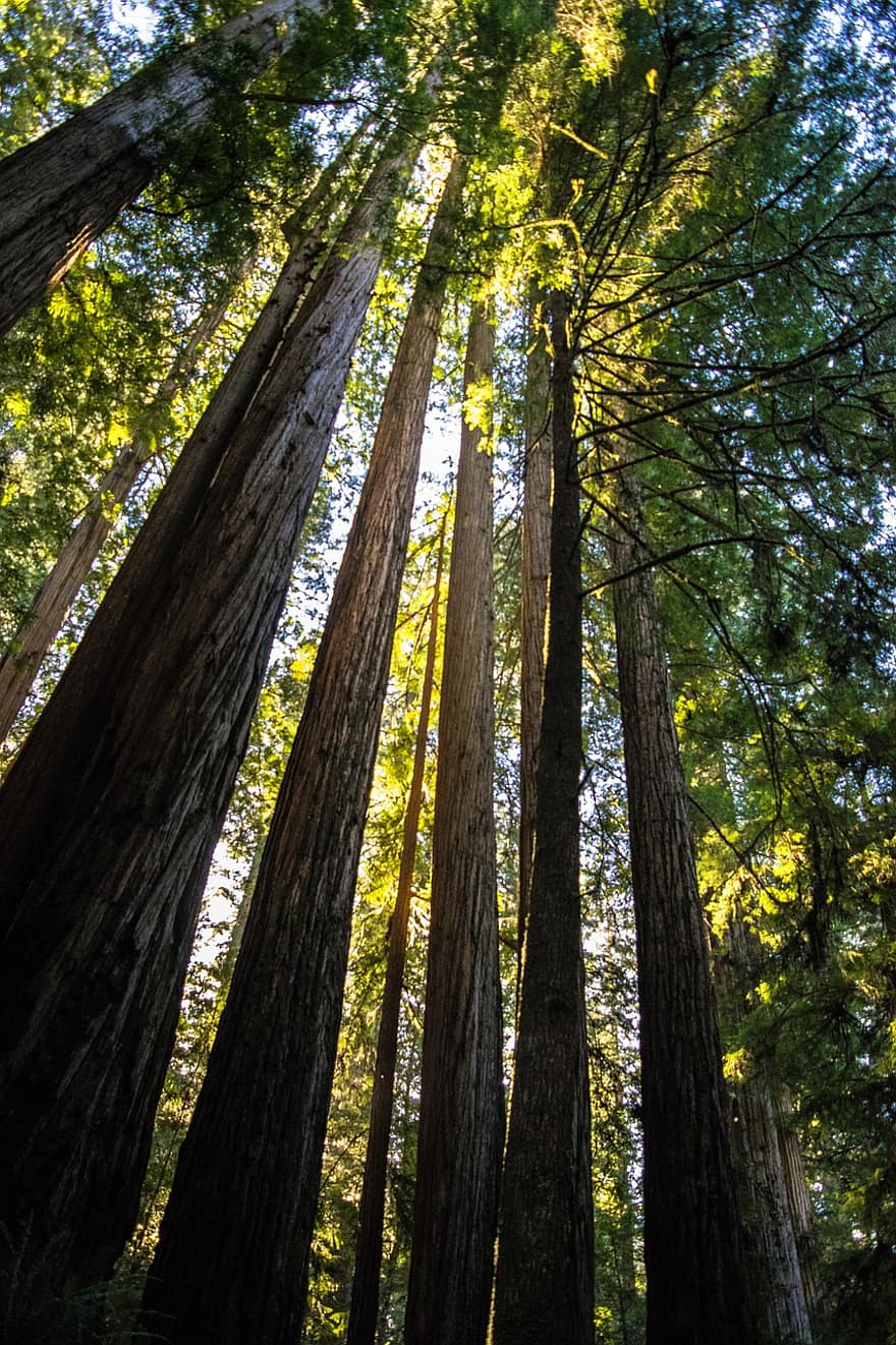 redwoods, träd, sequoia, natur, skog, trän, undervegetation, vintergröna, miljö, utomhus