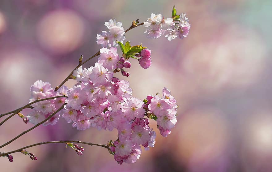 Flowering Twig, Cherry Blossoms, Spring, Pink, Flowers, Blossom, Japanese Cherry Trees, Branch, Tree, Cherry Tree, Nature