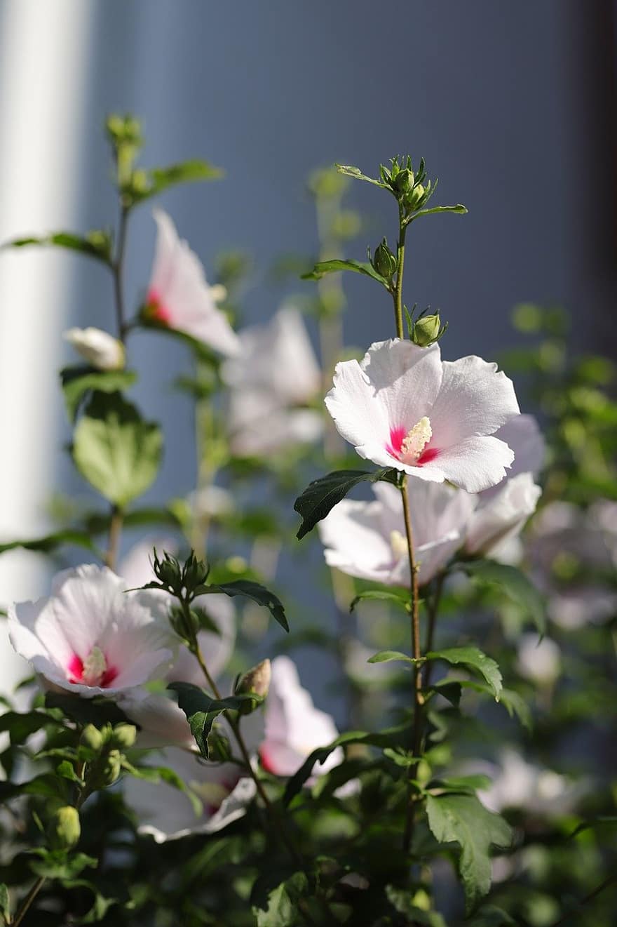 Rosa di sharon, Ibisco comune, fiori rosa, giardino, fiore, pianta, estate, avvicinamento, petalo, testa di fiore, foglia