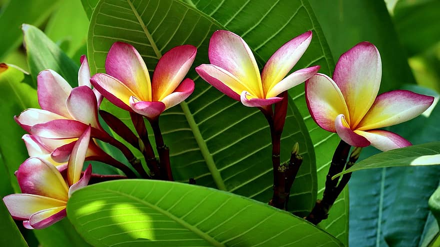 plumerias, В линии, Франги Пани, цветя, флора, тропическо цвете, листенца