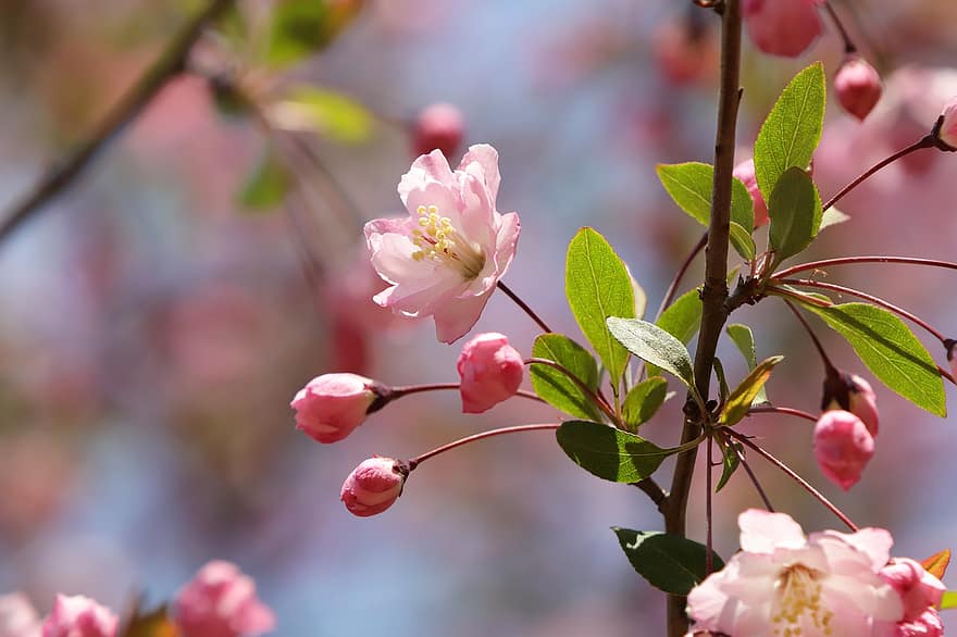 flori, primăvară, botanică, creştere, sezonier, grădină, măr de flori de copac, măr de flori