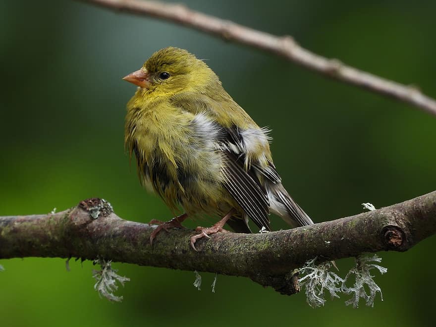 goldfinch, paukštis, pobūdį, laukinės gamtos, geltona