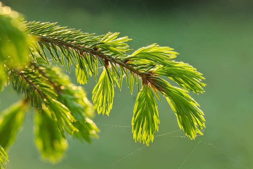 cây bách tung, lá, cây, cây tùng bách, Conifer Needles, cây xanh, cây non, trẻ, mùa xuân, nhánh, Thiên nhiên