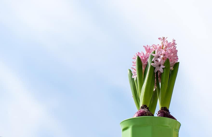 Hyacinth, blomster, anlegg, potteplante, blomsterløk, blader, petals, blomst, nærbilde, blomsterhodet, sommer