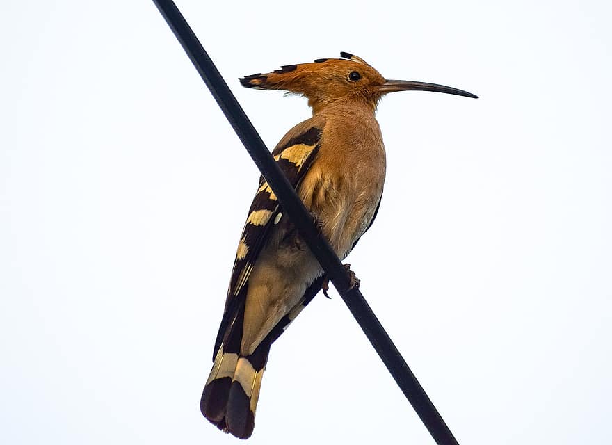Hoopoe, Bird, Cable, Wire, Perched, Animal, Wildlife, Feathers, Plumage, Beak, Sitting