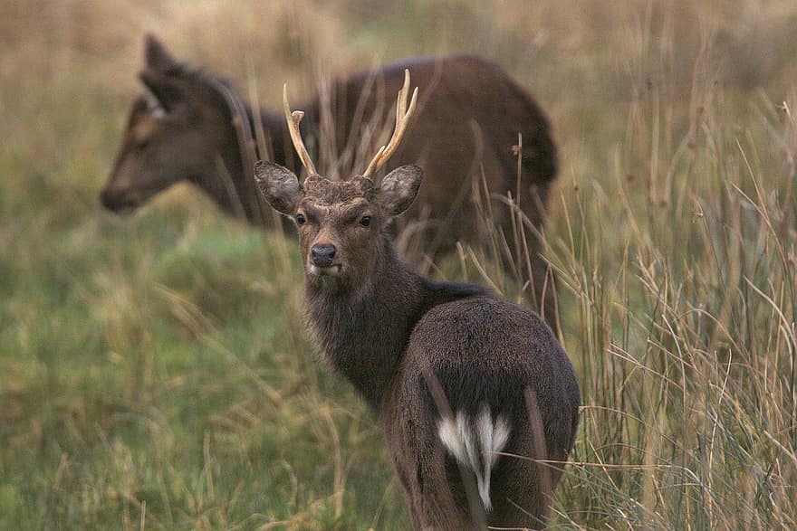 hjorte, dyr, røde hjorte, dyreliv, hjort, doe, pattedyr, fauna, ødemark, natur, Killarney