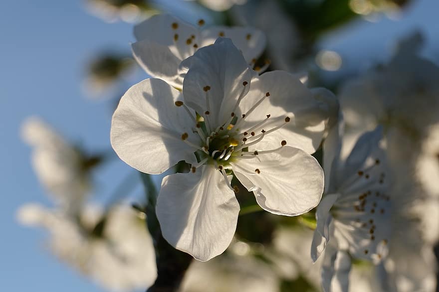 bunga putih, ceri asam, Pohon Ceri Morelo, kelopak, putik, benang sari, mekar, alam