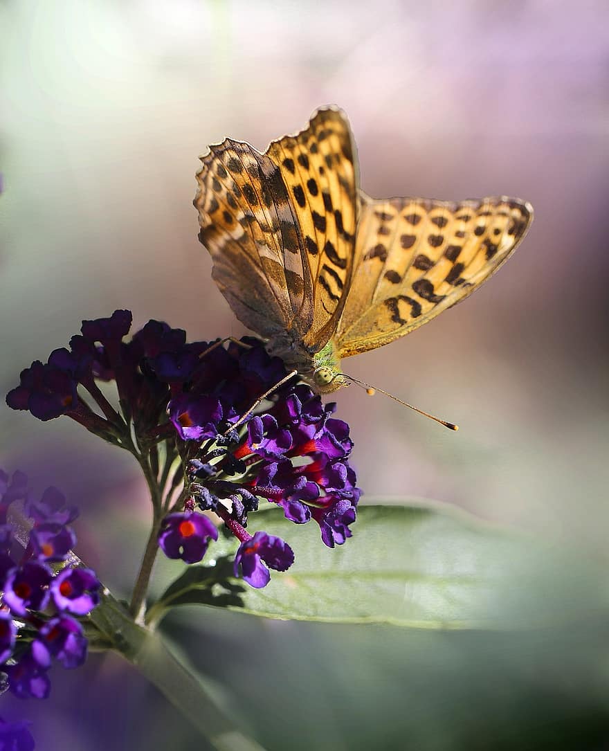 бабочка, насекомое, природа, фиолетовые цветы, сад, цветы, крылья, Сановник Малина, боке