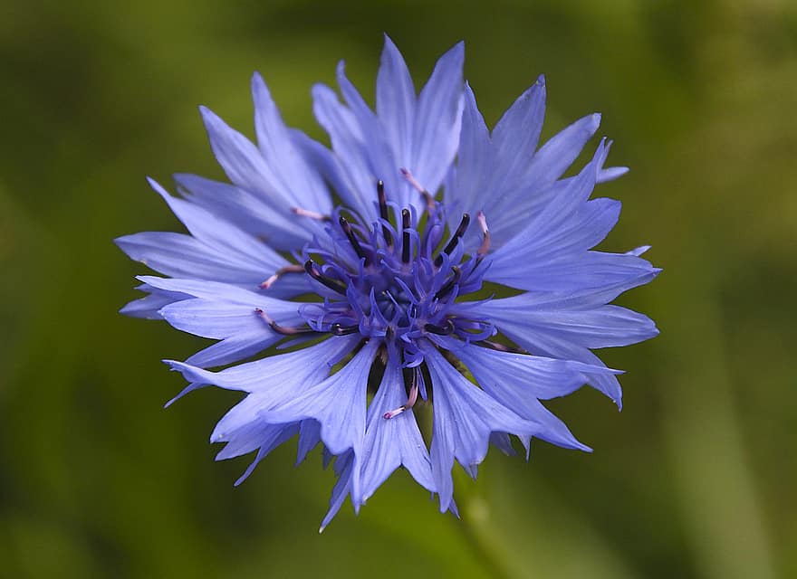 метличина, синьо цвете, листенца, сини венчелистчета, цвете, разцвет, цвят, флора, природа, цъфтящи растения, единично цвете