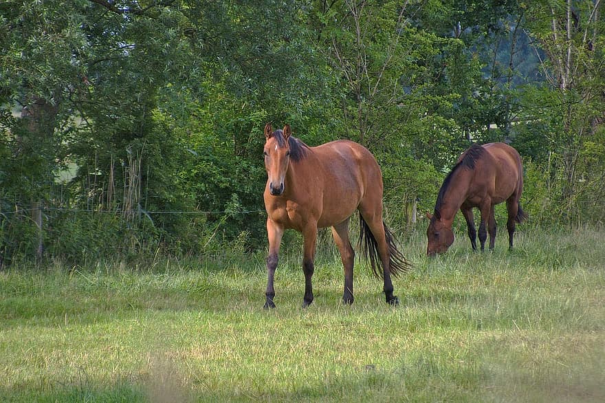 Horse, Saddle Horse, Brown, Pasture, Coupling, Meadow, Animal, Mane