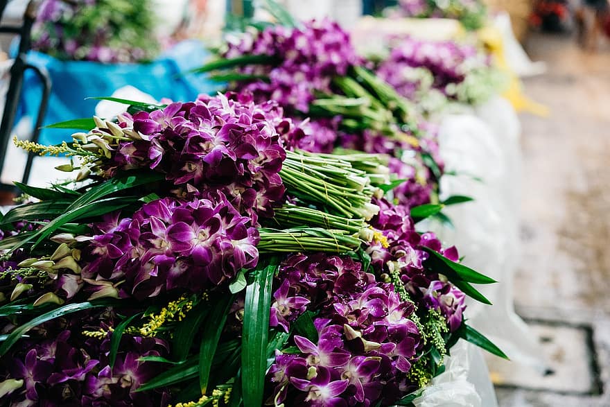 ziedi, orhidejas, tirgū, Bizness, pārdošana, florists, zieds, zied, augu, flora, pavasarī
