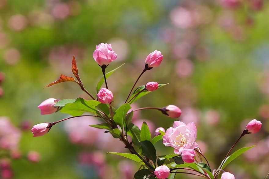 flores, Primavera, crescimento, jardim, flores de macieira, maçã flor
