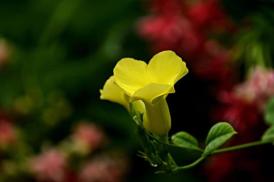 mandevilla kuning, bunga, menanam, bunga kuning, kelopak, berkembang, merapatkan, musim panas, daun, warna hijau, kuning