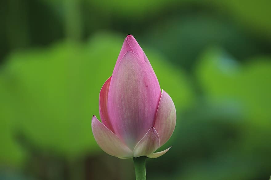 Lotus, Bud, Plant, Water Lily, Aquatic Plant, Flora, Blooming, Blossoming, Nature