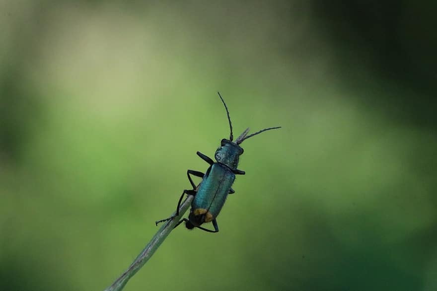 kumbang, serangga, hewan, antena, ranting, hijau, alam, merapatkan, makro, binatang di alam liar, arthropoda