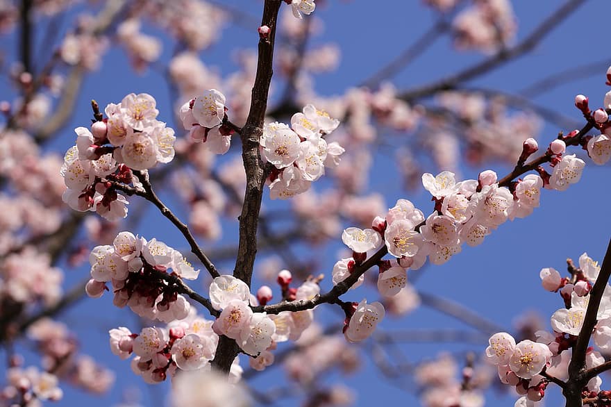 Kirschblüten, Blumen, Frühling, pinke Blumen, Sakura, blühen, Ast, Baum, Natur