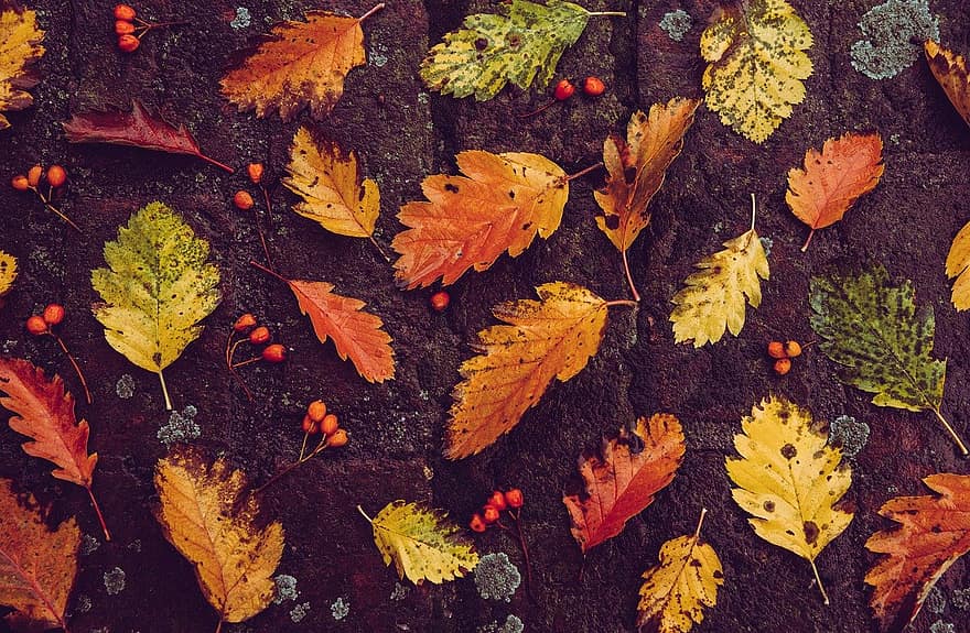 가을, 배경, 이파리, 잎, 단풍, 가을 단풍, 가을 잎, 가을 색, 평평한 평지