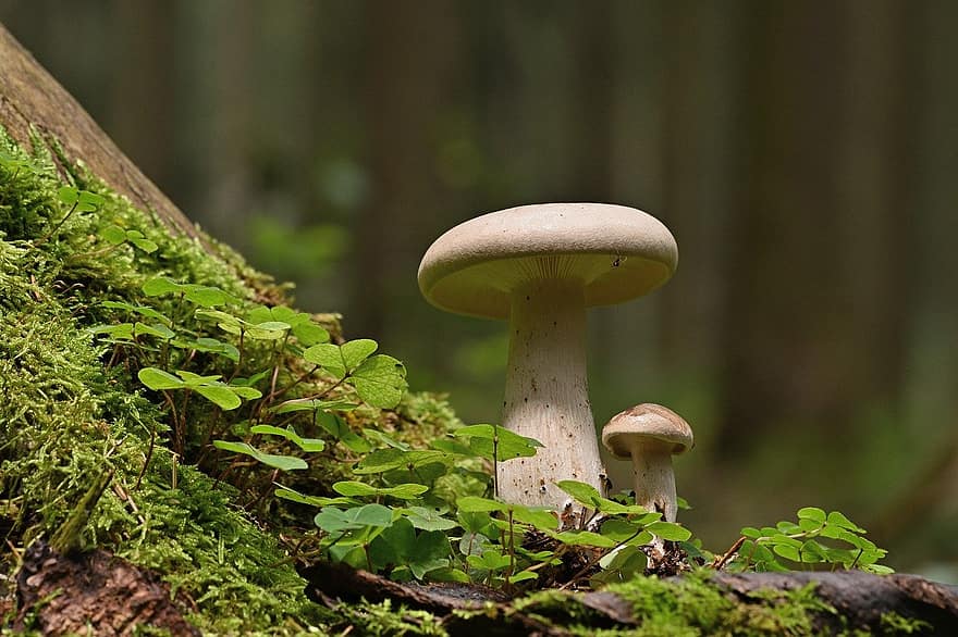 грибы, пластинчатые грибы, мох, лес, крупный план, грибок, осень, питание, неразвитый, завод, свежесть