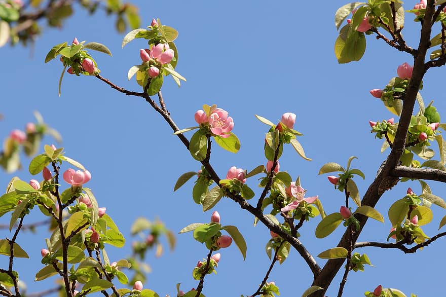 primavera, fiori, albero, di stagione, botanica, crescita, fioritura, fiorire, giardino, alberi di mele cotogne, foglia