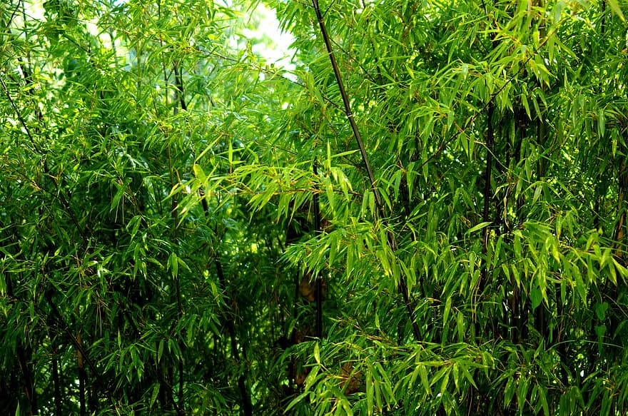 bambus, botanikk, natur, skog, løvverk, trær, skogen, blad, grønn farge, anlegg, tre
