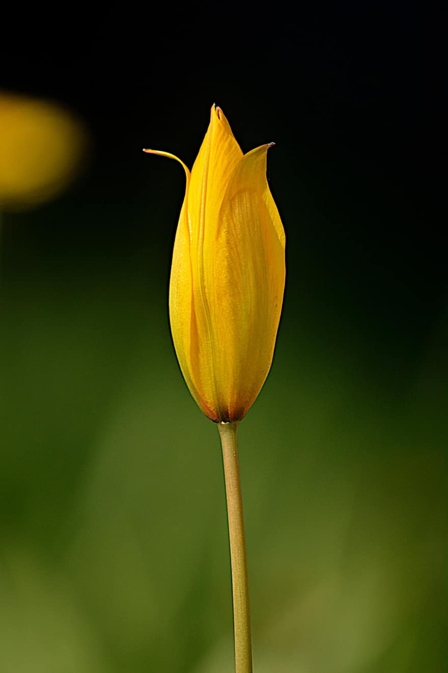 tulipe sauvage, fleur, plante, tulipe jaune, tulipe sylvestris, Tulipe des bois, tulipe, printemps, jardin, la nature