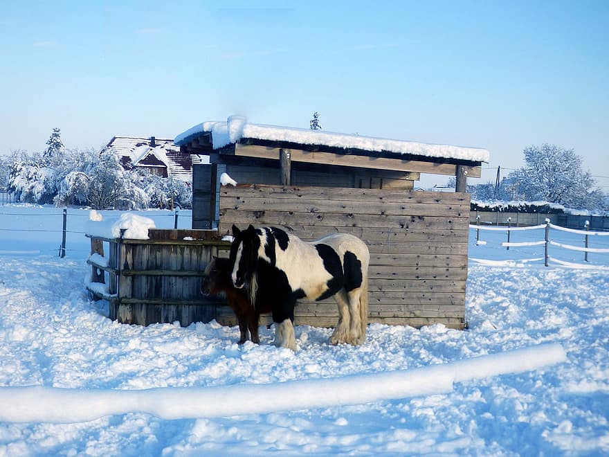 hester, føll, vinter, snø, stabil, gård, snowy, ung hest, dyr, pattedyr, equine