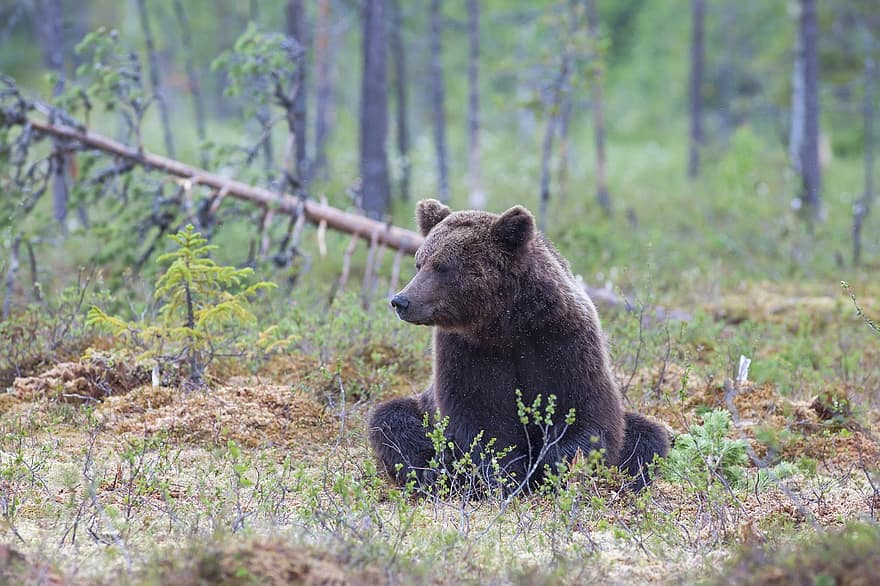ruskea karhu, karhu, eläin, saalistaja, vaarallinen, nisäkäs, luonto, villieläimet, eläimiä, metsä, suuri
