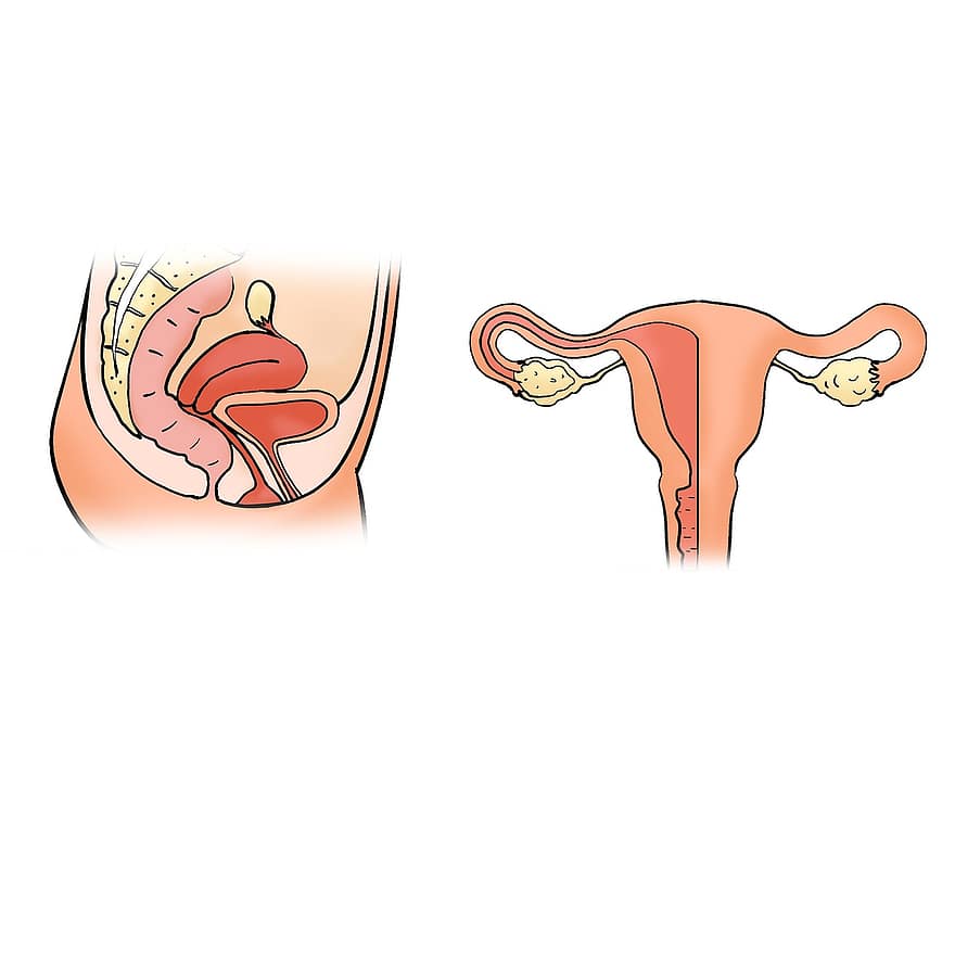 자궁, 자궁 모양