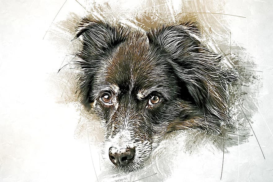 Australian Shepherd, Dog, Painting, Pet, Canine, Animal, Mammal