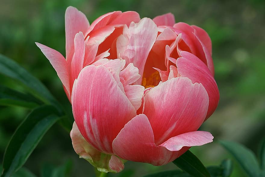 rose pivoine, fleur rose, jardin, pétales, flore, plante, botanique, fleurs luxuriantes, décoratif, romantique, Couleur