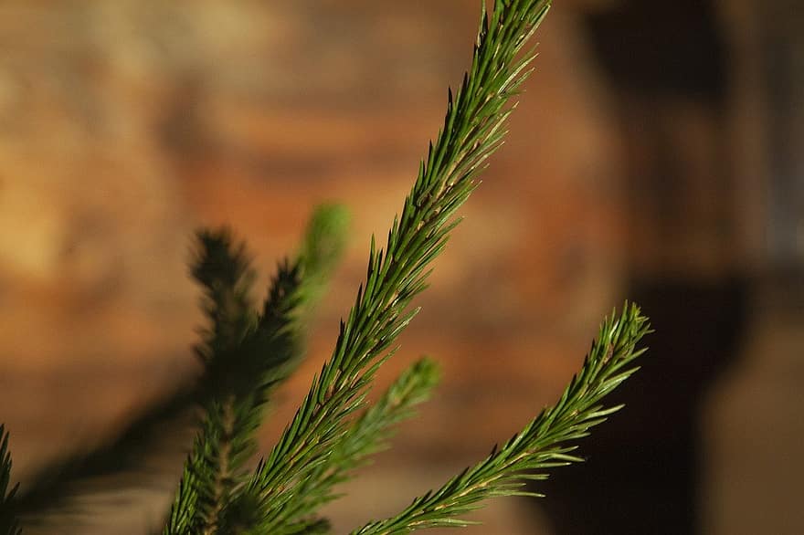 Spruce, Branch, Tree, Needles, Leaves, Conifer, Evergreen, Plant, Christmas Tree